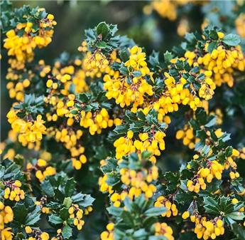 Berberis darwinii 30 40 cm Pot