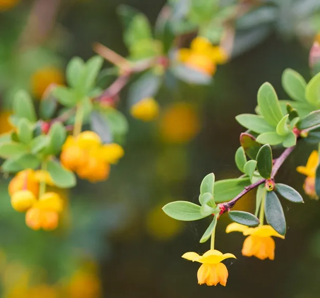 Berberis firkartii Amstelveen 30 40 cm Pot C3 ** Épine-vinette **