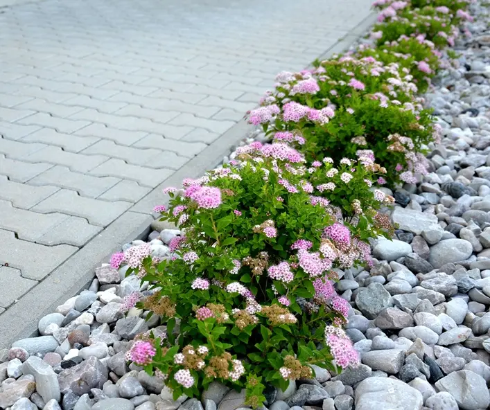 Spiraea japonica little princess Pot