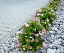 Spiraea japonica little princess Pot