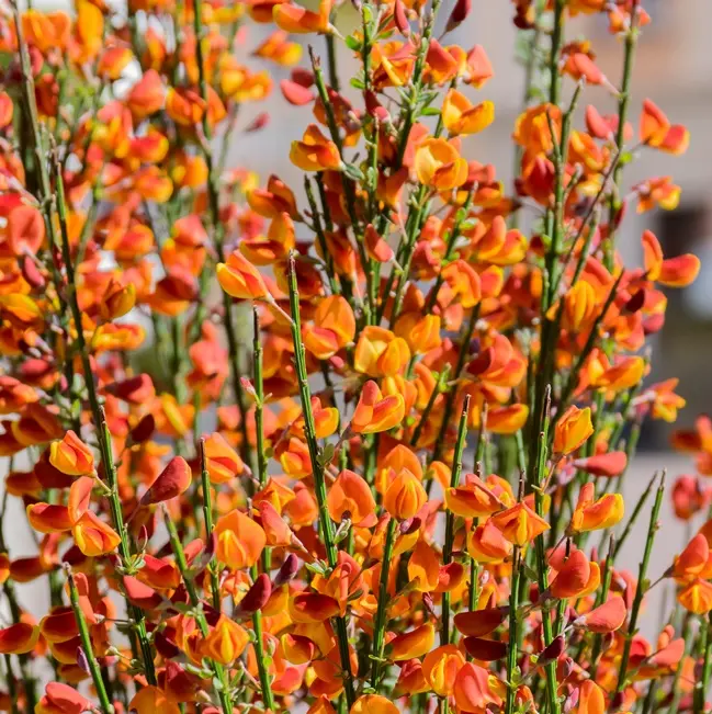 Cytisus scoparius Lena Pot C3Litres ** Genêt à balais **