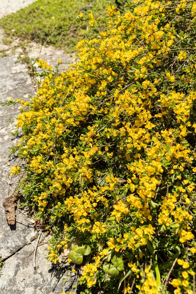 [136615] Genista pilosa Vancouver Gold Pot C3Litres