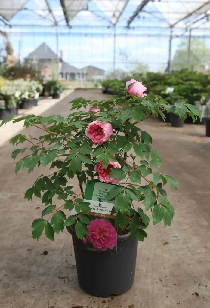 [119235] Paeonia suffruticosa Rou Fu Rong Pot C6Litres - Pivoine arbustive rose
