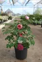 Paeonia suffruticosa Rou Fu Rong Pot C6Litres - Pivoine arbustive rose