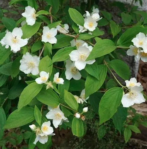Philadelphus coronarius Pot C3 ** Le plus parfumé **