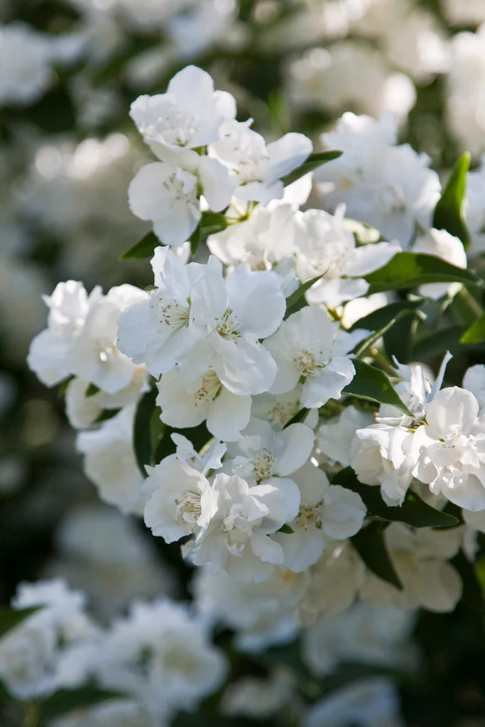 Philadelphus Dame Blanche Pot C3.6 L  ** Seringat très parfumé**