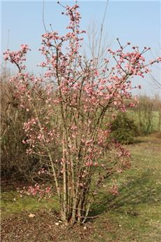 Viburnum bodnantense Dawn Pot C3.5 ** Très parfumé aut. et print.