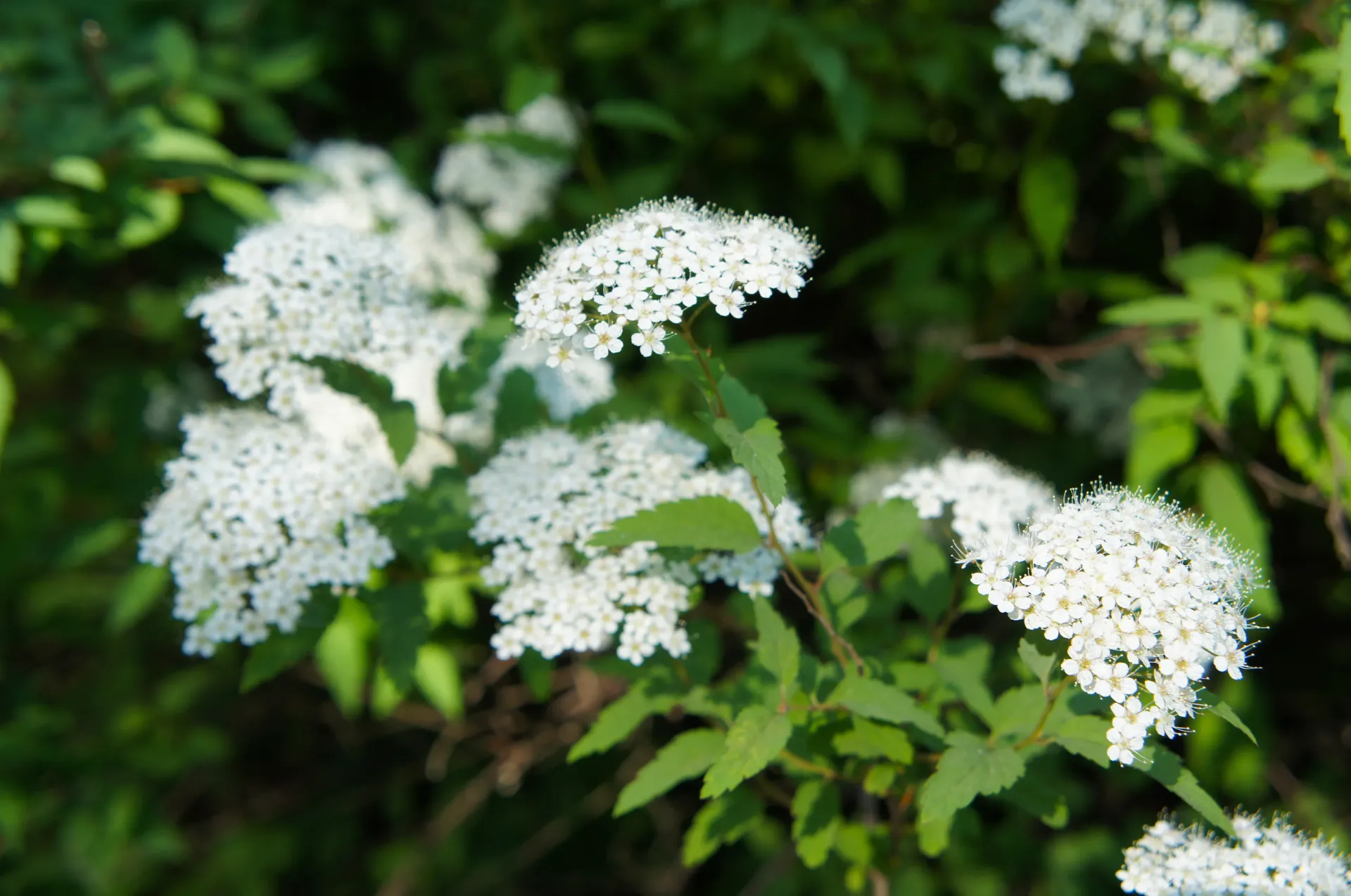 Spiraea japonica Albiflora Pot C3.5 ** Spirée du Japon **
