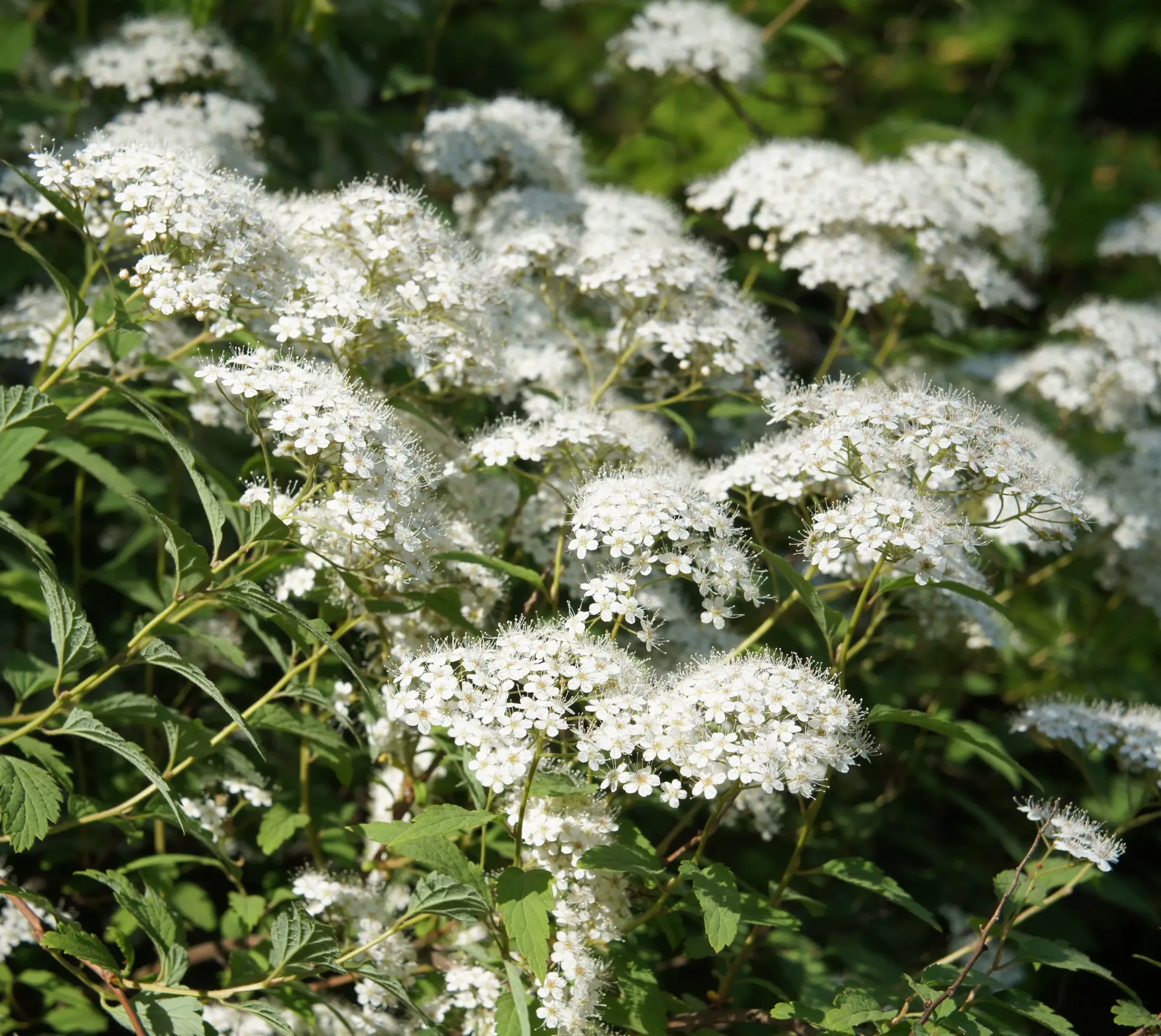 Spiraea japonica Albiflora Pot C3.6 ** Spirée du Japon **