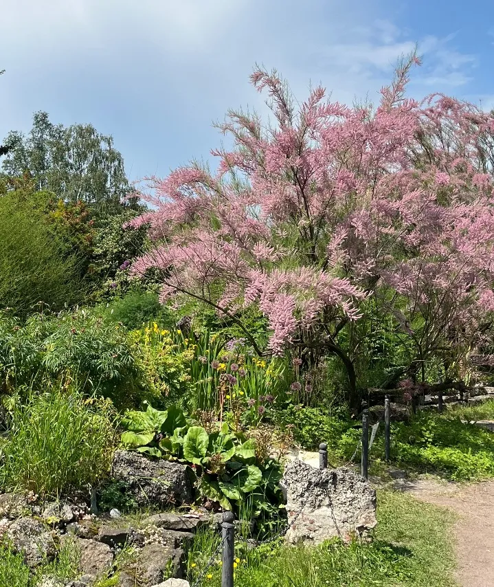 Tamarix ramosissima Pink Cascade Pot C3.5L