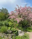 Tamarix ramosissima Pink Cascade Pot C3.5L