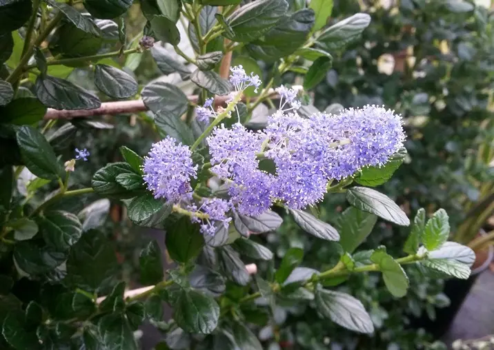 Ceanothus griseus Yankee Point Pot C5