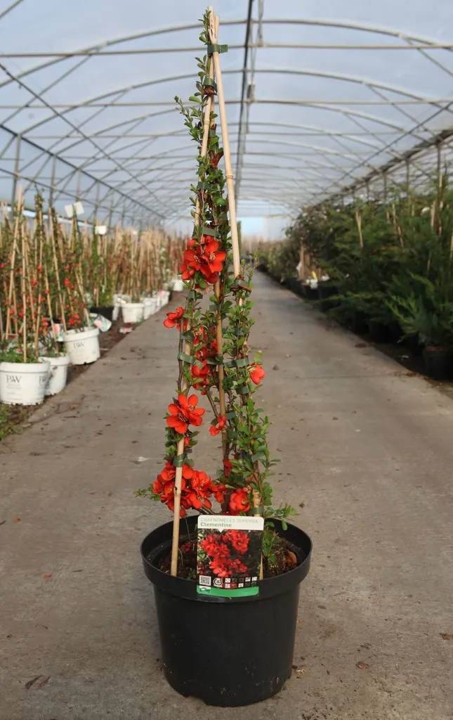 Chaenomeles superba Clementine Pot C10L - Cognassier du Japon.