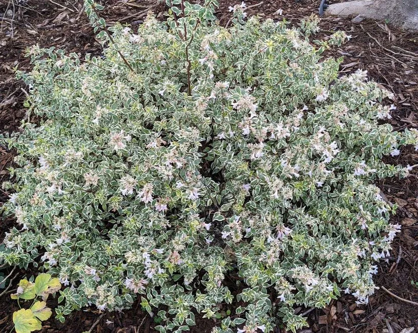 [133594] Abelia grandiflora Magic Daydream Pot C4Litres