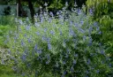 Caryopteris clandonensis Kew Blue Pot C2.5
