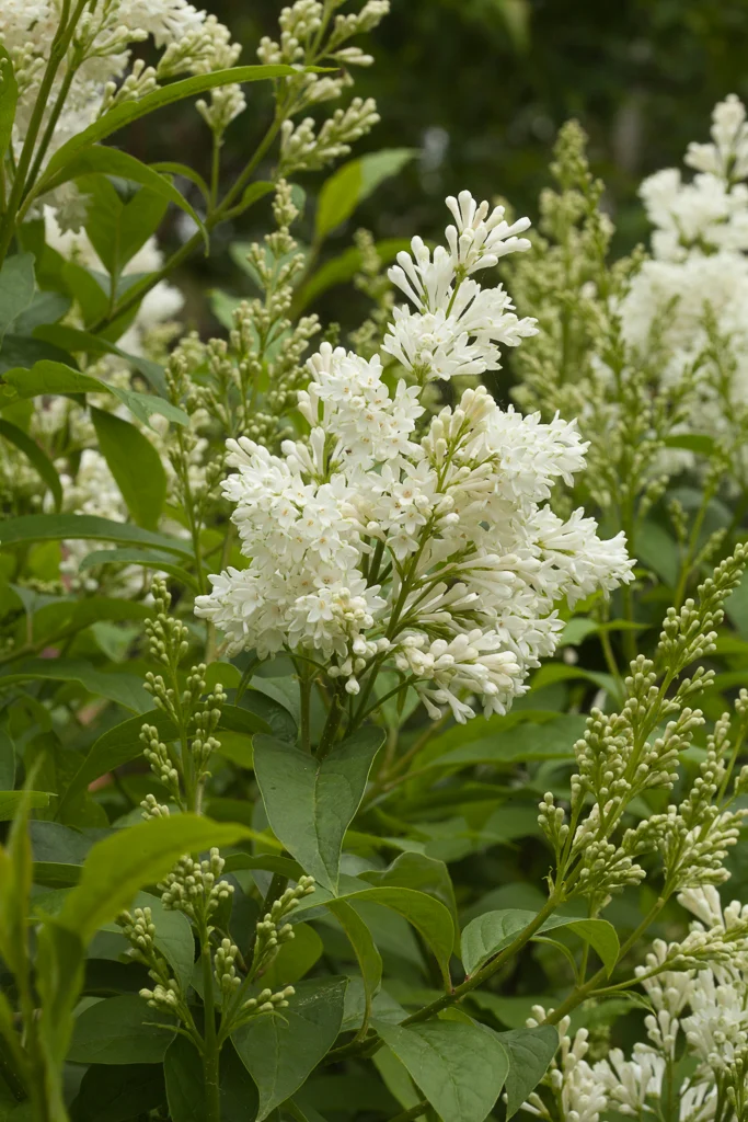 Syringa josiflexa Agnes Smith C34 150+** Lilas **