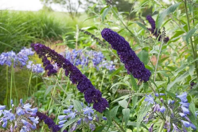 Buddleia davidii Black Knight Pot C3L ** Arbre aux papillons **