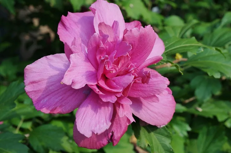 [136853] Hibiscus syriacus Purple Ruffles® 80 100 cm Pot C10Litres