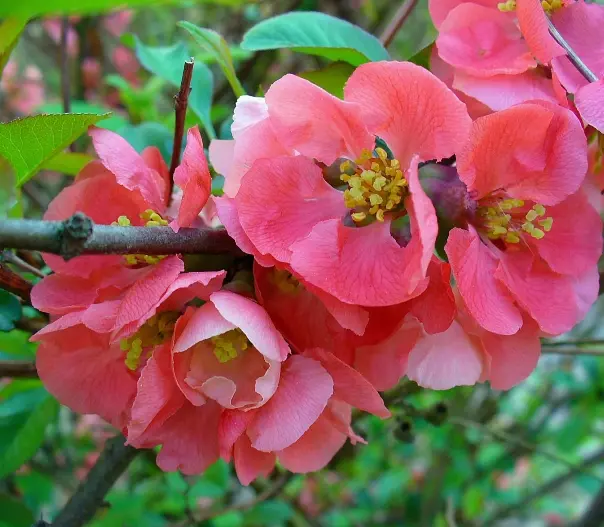 Chaenomeles japonica JPL RN *** Cognassier du Japon. Remise importante à partir de 10 plantes **