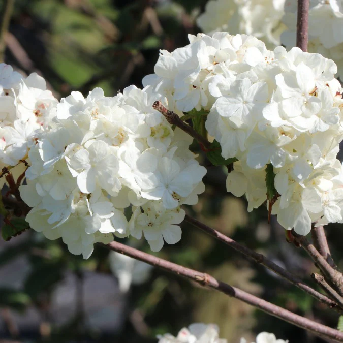 Viburnum plicatum Rotundifolia Pot 3Litres