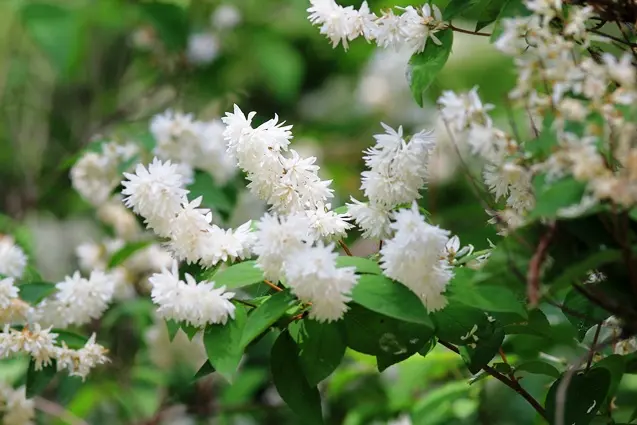 Deutzia magnifica Pot C3 ** Deutzie **