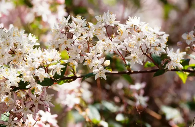 Deutzia purpurascens Kalmiiflora Pot C3.5L ** Deutzie **