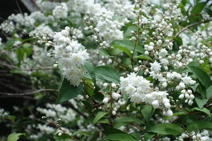Deutzia scabra Plena Pot C3