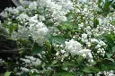 Deutzia scabra Plena Pot C3