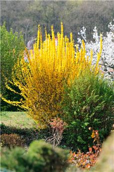 Forsythia intermedia Lynwood Gold Pot C3