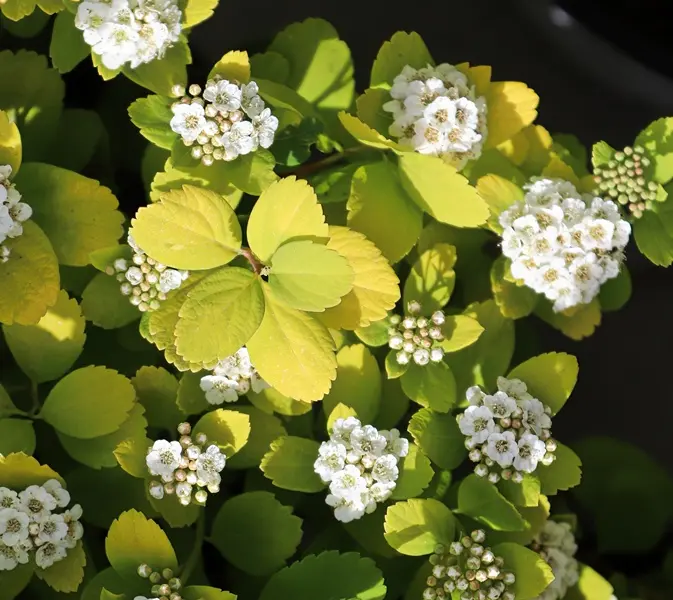 Spiraea betulifolia Tor Gold Pot C3.5L