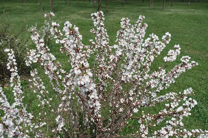 Prunus tomentosa Pot C3.6 ** Ragouminier ou Ragoumier **