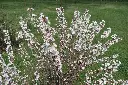 Prunus tomentosa Pot C3.6 ** Ragouminier ou Ragoumier **
