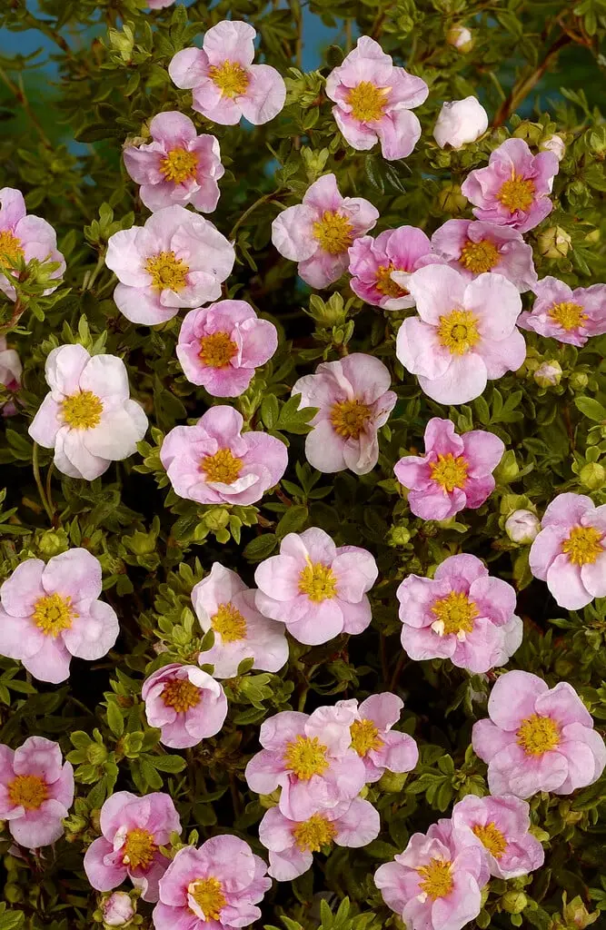 Potentilla fruticosa Pink Queen Pot C2 ** Potentille **