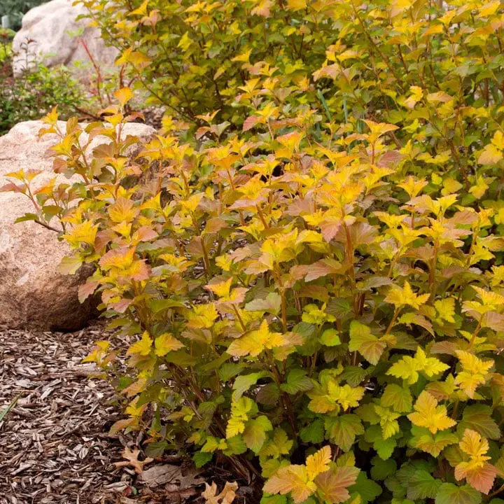 PHYSOCARPUS opulifolius AMBER JUBILEE® Pot C10