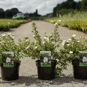 Potentilla fruticosa Abbotswood  Pot C3L** Potentille **