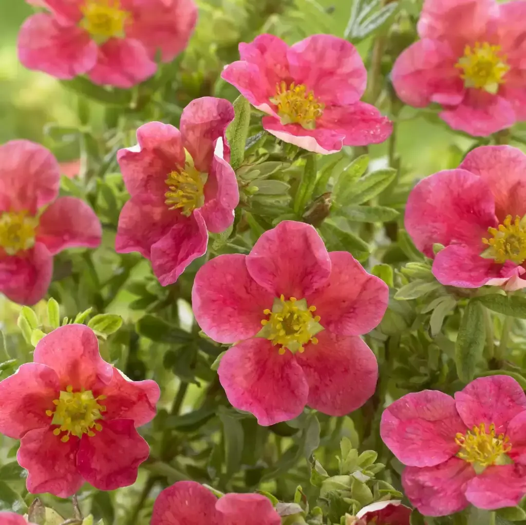 Potentilla fruticosa Danny Boy Pot C3Litres ** Potentille **
