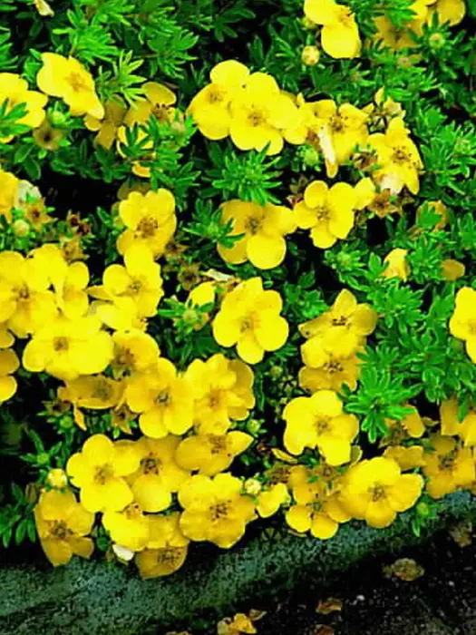 Potentilla fruticosa Kobold Pot C3.6 ** Potentille **