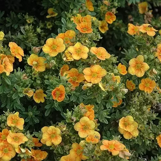 Potentilla fruticosa MANGO TANGO® pot C3Litres ** Potentille **