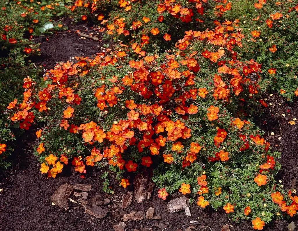 Potentilla fruticosa Red Ace Pot C3 ** Potentille **