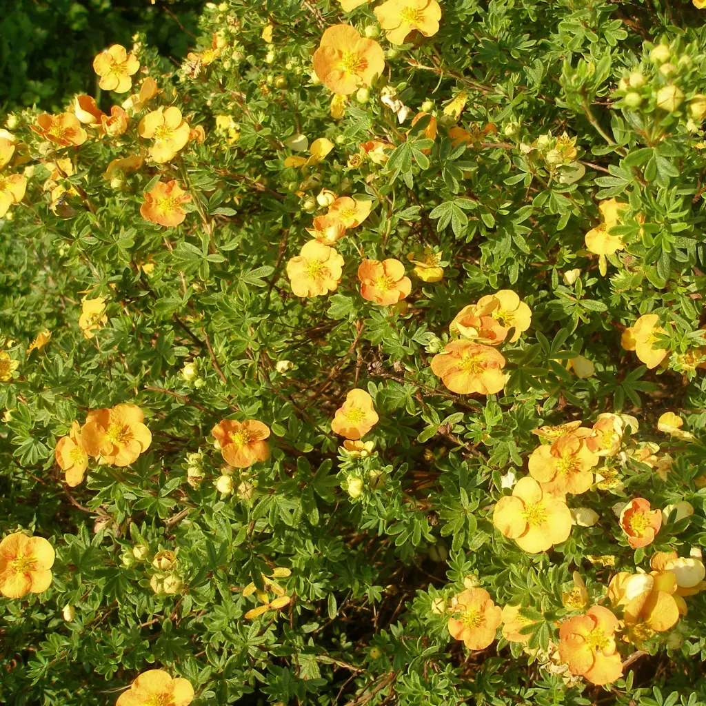 Potentilla fruticosa Tangerine  Pot C 3L