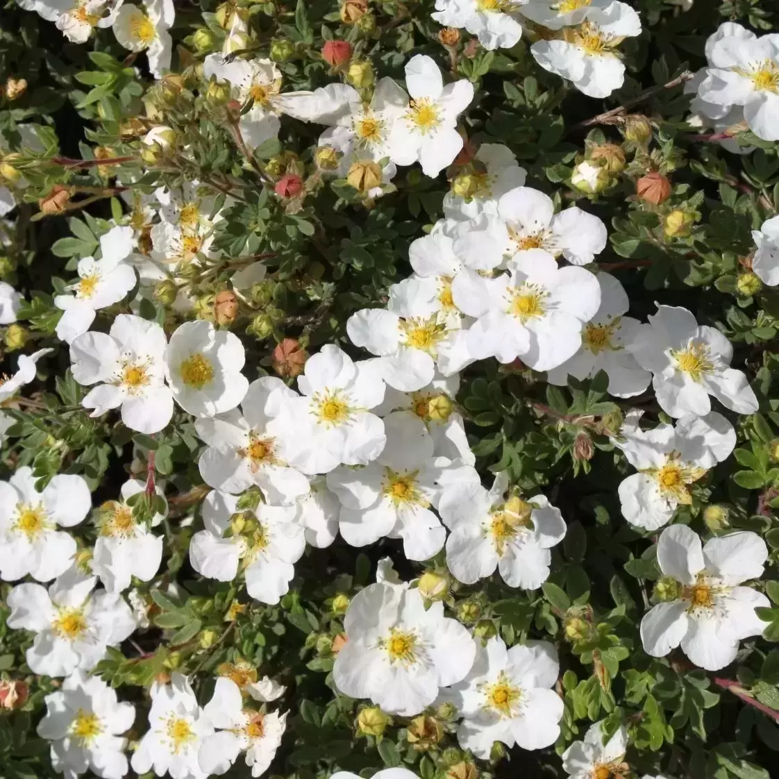 Potentilla fructicosa White Lady Pot C3.6L ** Potentille **