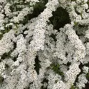 Spiraea arguta Pot C3L
