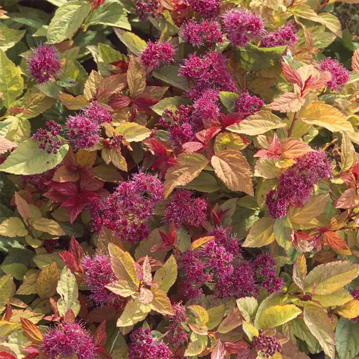 Spiraea japonica Firelight Pot C3L ** Spirée du Japon **