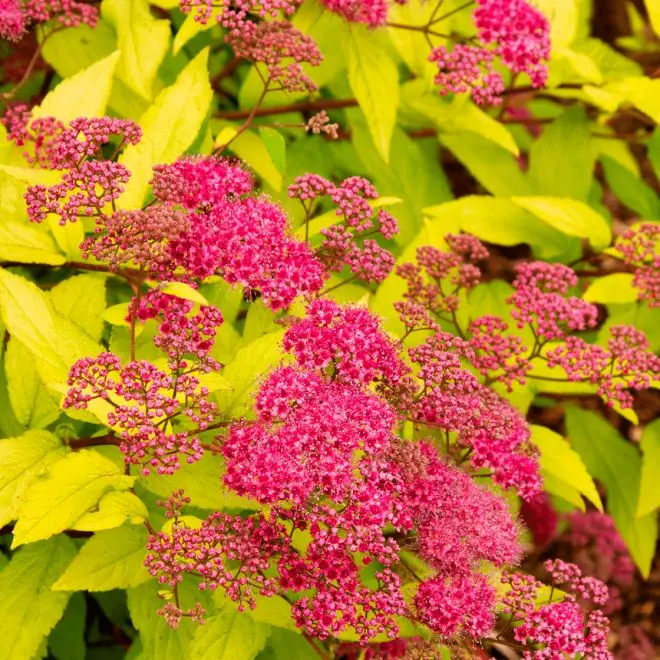 Spiraea japonica Goldmound Pot C3 ** Spirée du Japon **