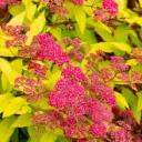 Spiraea japonica Goldmound Pot C3 ** Spirée du Japon **