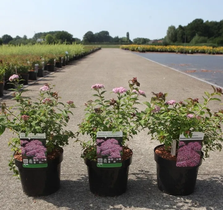 Spiraea japonica Sparkling Champagne C3 ** Spirée du Japon **