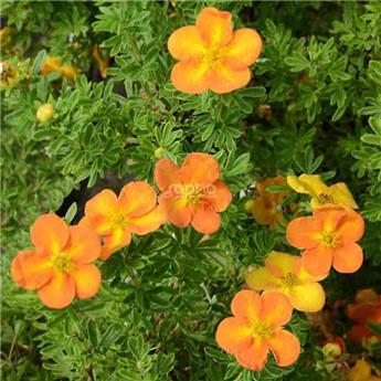 Potentilla fruticosa BELLA SOL ® Pot C3.6Litres ** Potentille **