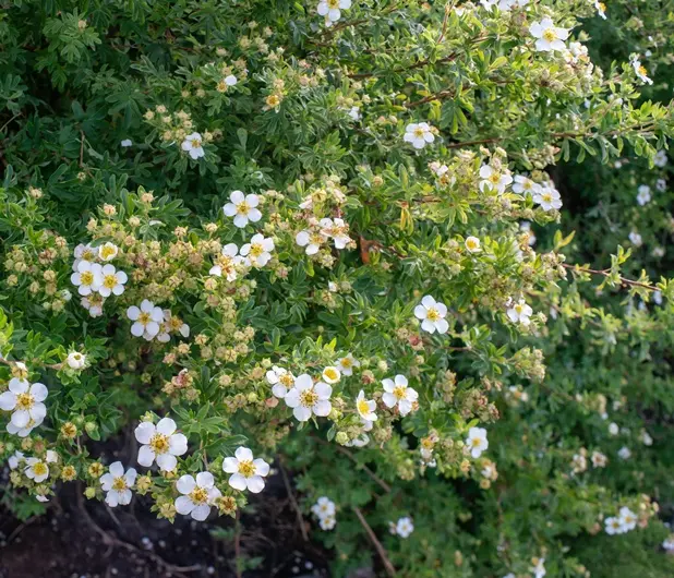 Potentilla fruticosa Abbotswood Pot C3.6Litres