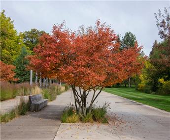Amelanchier lamarckii Cepée Multitroncs 200 250 XTRA Pot C35