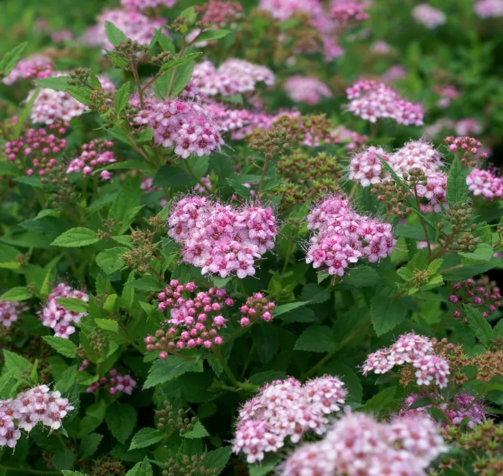 Spiraea japonica Little Princess Pot C2 ** Spirée du Japon **